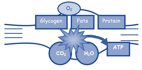 ATP and Exercise