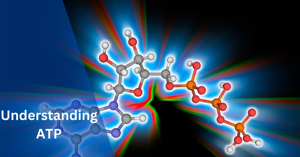 Understanding ATP: What Does ATP Meaning?